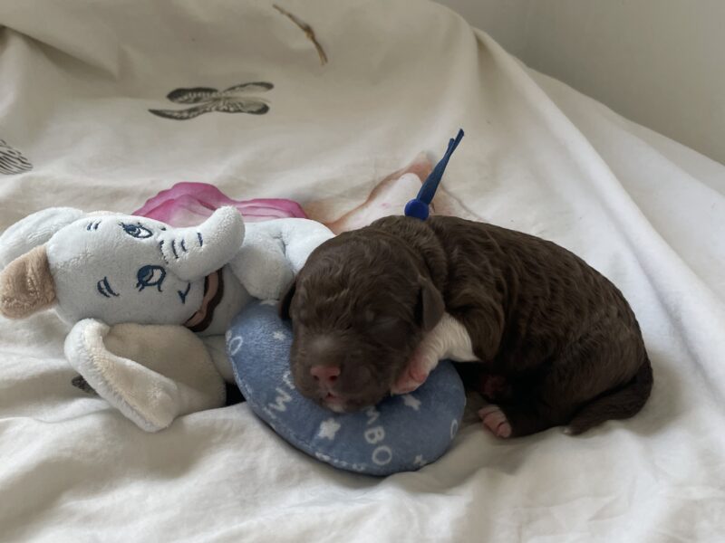 Szczeniaki Lagotto Romagnolo
