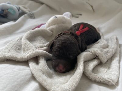 Szczeniaki Lagotto Romagnolo