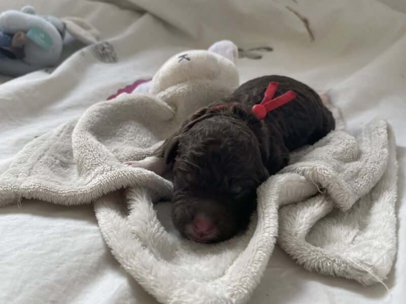 Szczeniaki Lagotto Romagnolo