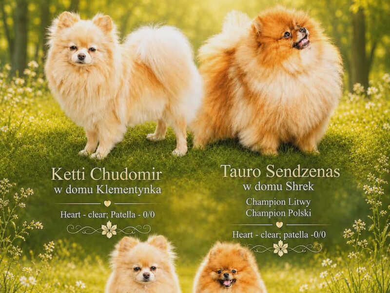Pomeranian do rezerwacji