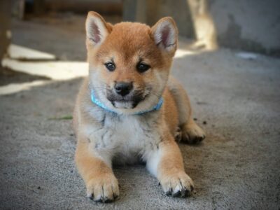 Shiba Inu – Piękne szczenięta