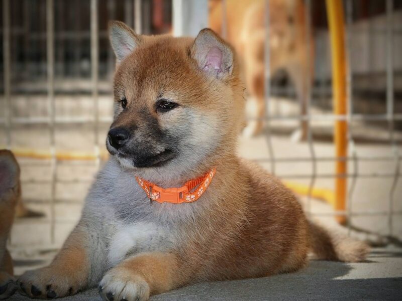 Shiba Inu – Piękne szczenięta