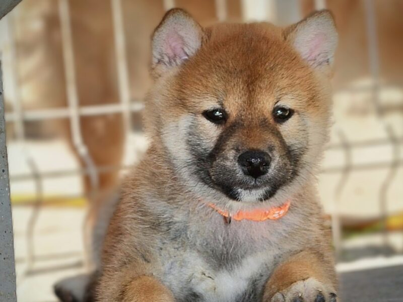 Shiba Inu – Piękne szczenięta