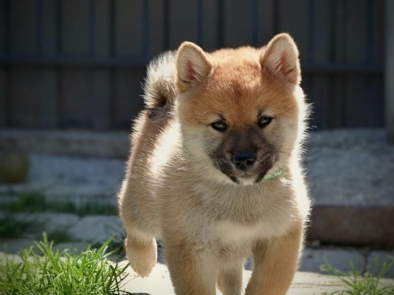 Shiba Inu – Piękne szczenięta