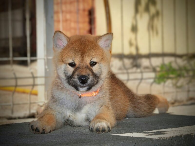 Shiba Inu – Piękne szczenięta