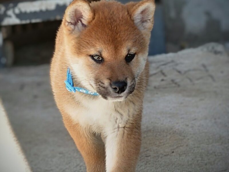 Shiba Inu – Piękne szczenięta
