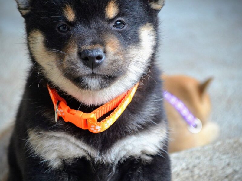 Shiba Inu – Piękne szczenięta