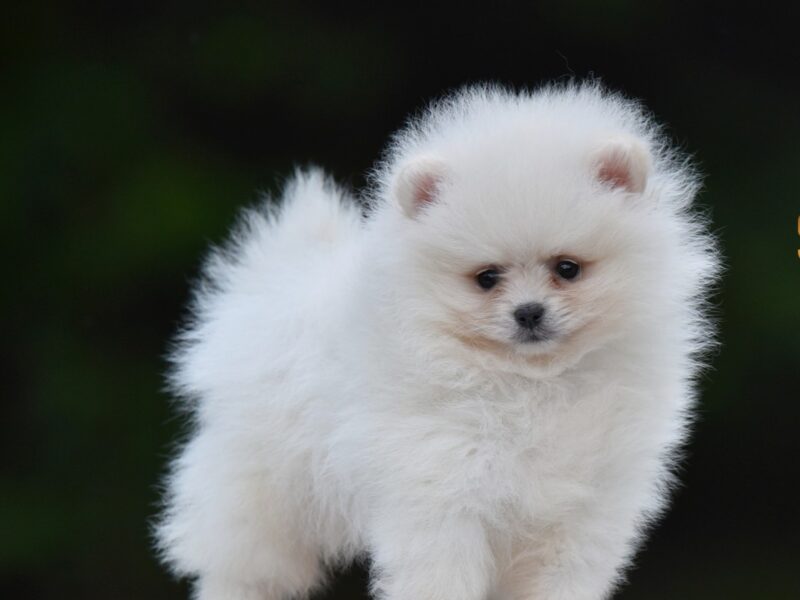 Pomeranian Boo – przepiękne szczenięta