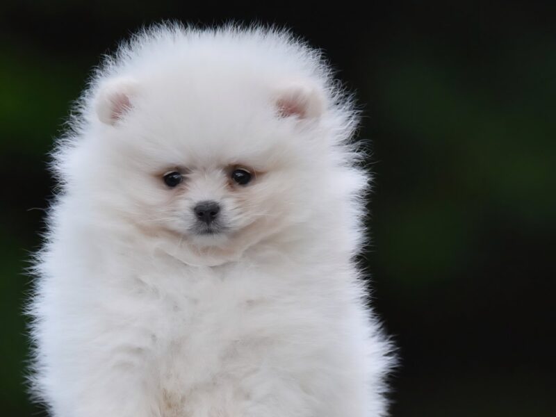 Pomeranian Boo – przepiękne szczenięta