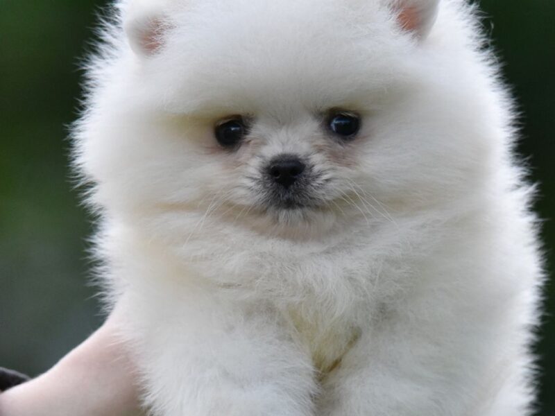 Pomeranian Boo – przepiękne szczenięta