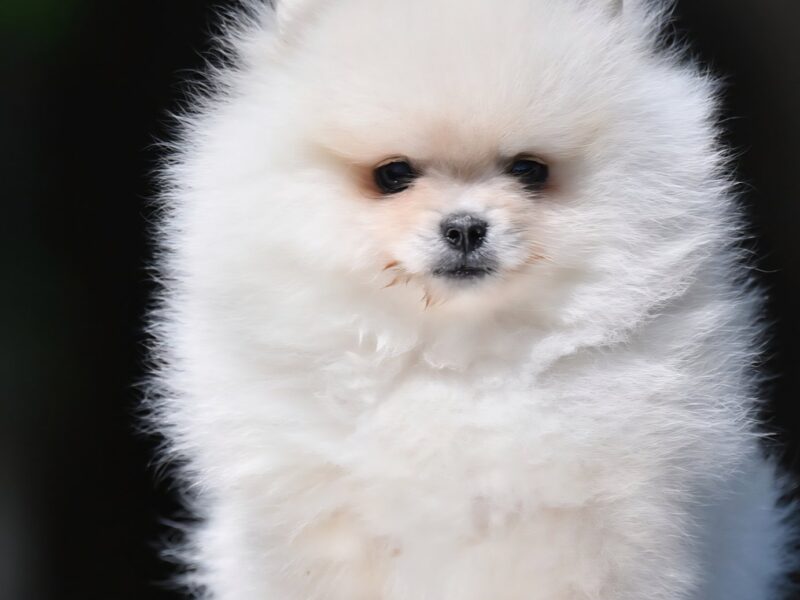 Pomeranian Boo – przepiękne szczenięta