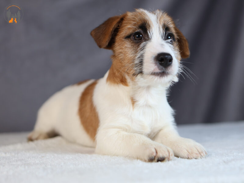 DOSTĘPNE SZCZENIĘTA WŁOS ZŁAMANY JACK RUSSELL TERRIER