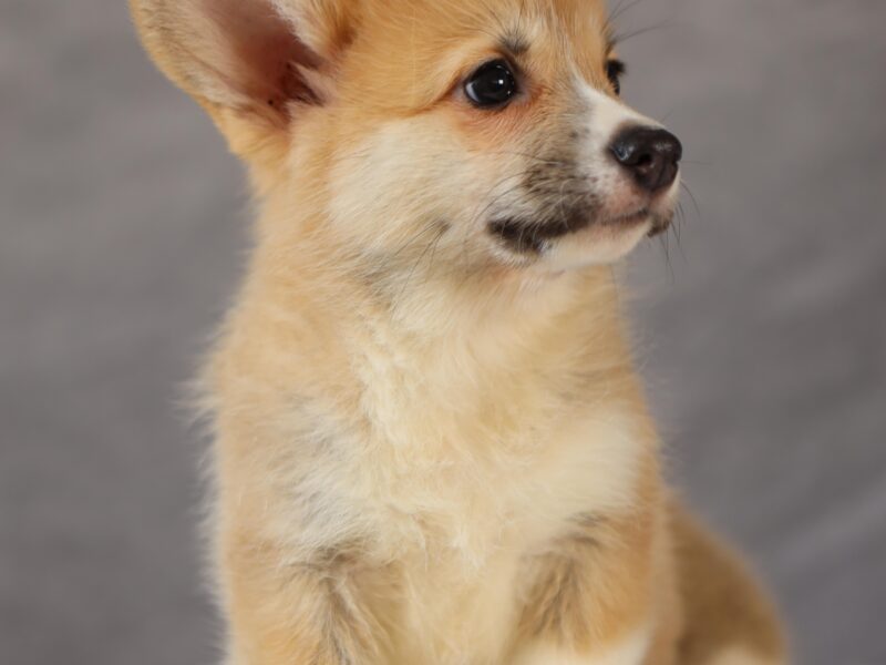 DOSTĘPNE SZCZENIĘTA CORGI