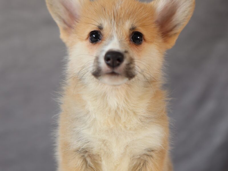 DOSTĘPNE SZCZENIĘTA CORGI