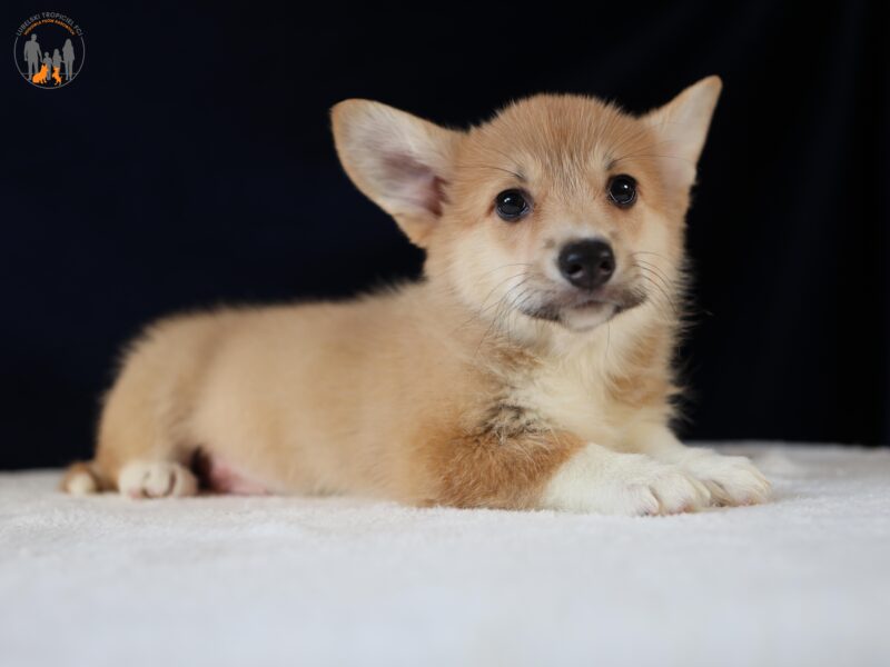 DOSTĘPNE SZCZENIĘTA CORGI
