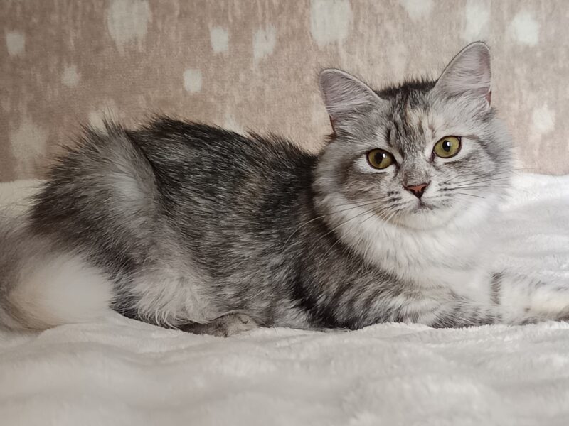 PRALINKA