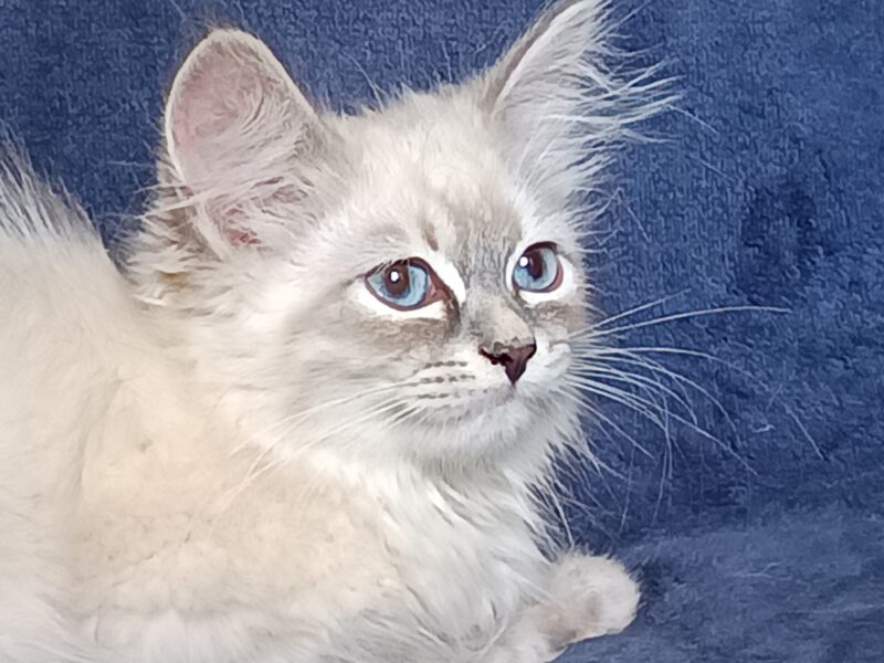 TOPAZ