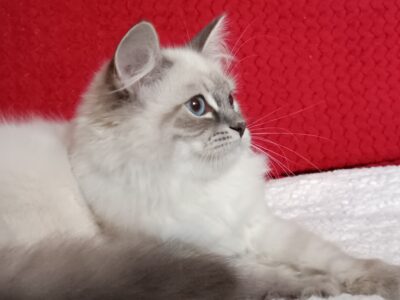 TOPAZ