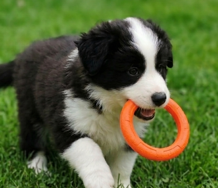 Border Collie ZKwP - Rodowód FCI - 8 tyg - Gotowy do zmiany domku - zaszczepiony 2x