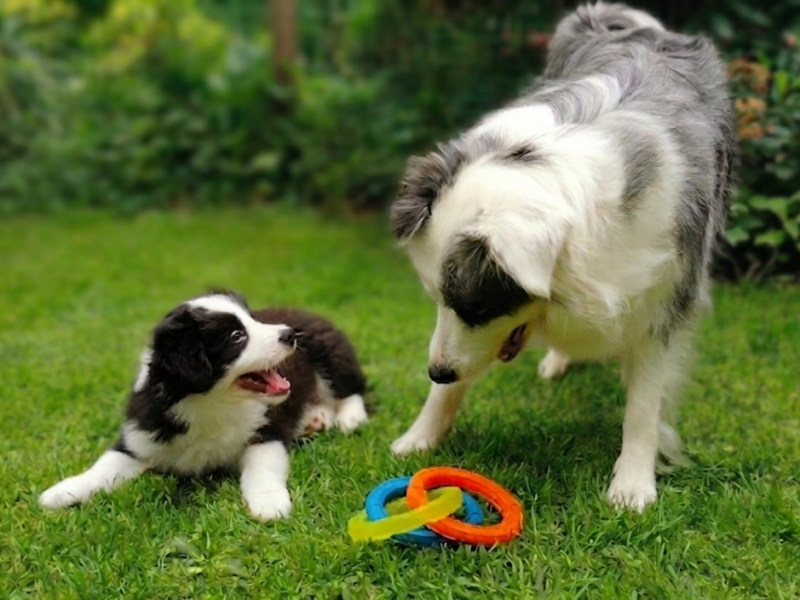 Border Collie ZKwP - Rodowód FCI - 8 tyg - Gotowy do zmiany domku - zaszczepiony 2x