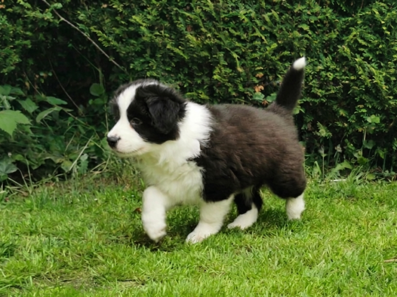 Border Collie ZKwP - Rodowód FCI - 8 tyg - Gotowy do zmiany domku - zaszczepiony 2x