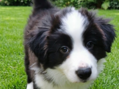 Border Collie ZKwP - Rodowód FCI - 8 tyg - Gotowy do zmiany domku - zaszczepiony 2x