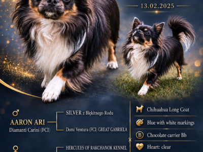 Reproduktor Chihuahua