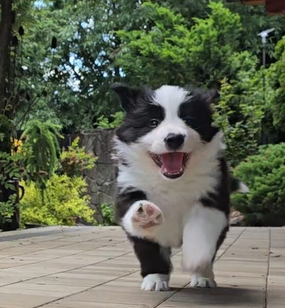Border Collie ZKwP - Rodowód FCI - 8 tyg - Gotowy do zmiany domku - zaszczepiony 2x