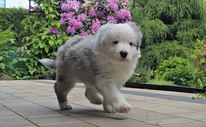 Border Collie ZKwP - Rodowód FCI - Gotowy do zmiany domku - 8 tyg - 2x zaszczepiony
