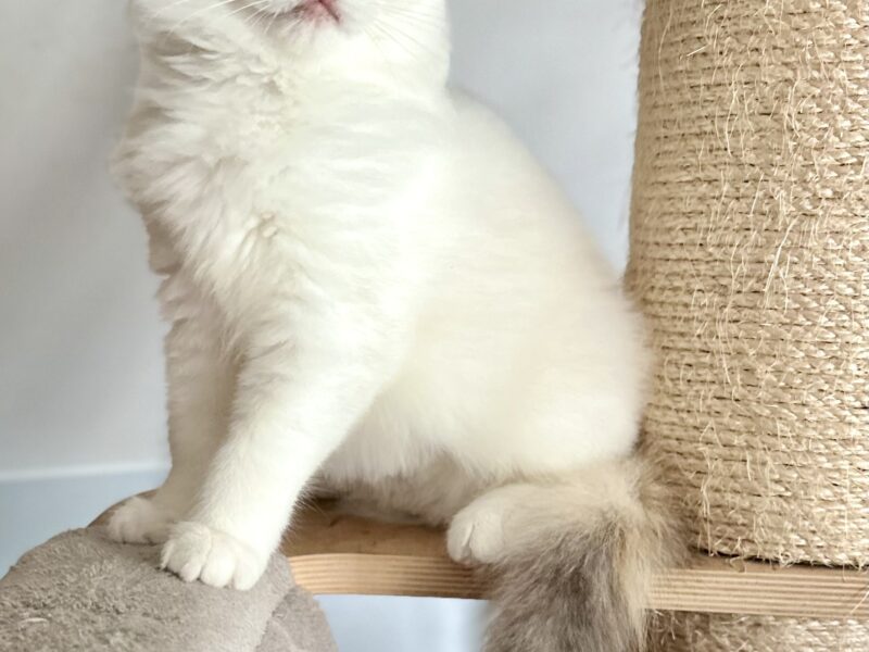 Cudowna kotka Ragdoll - Coco (seal bicolour tortie) z rodowodem FPL/FIFe