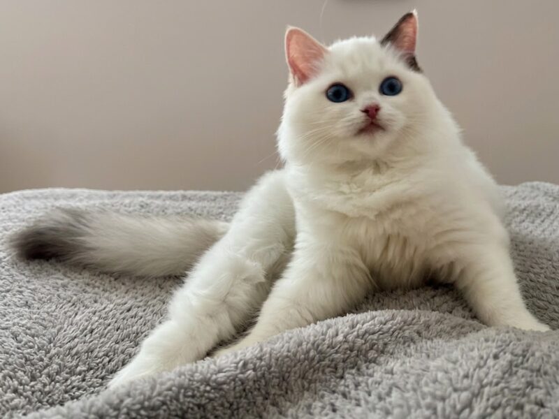 Cudowna kotka Ragdoll - Coco (seal bicolour tortie) z rodowodem FPL/FIFe