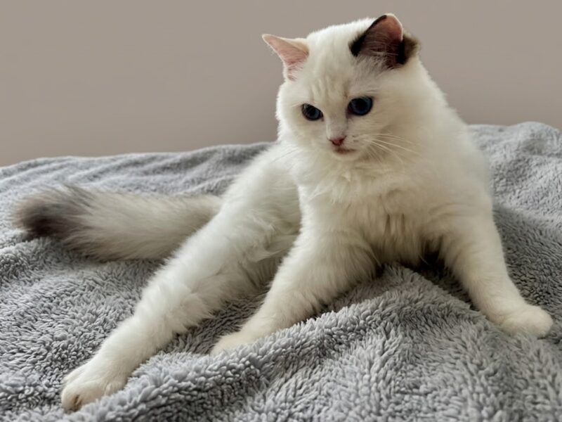 Cudowna kotka Ragdoll - Coco (seal bicolour tortie) z rodowodem FPL/FIFe