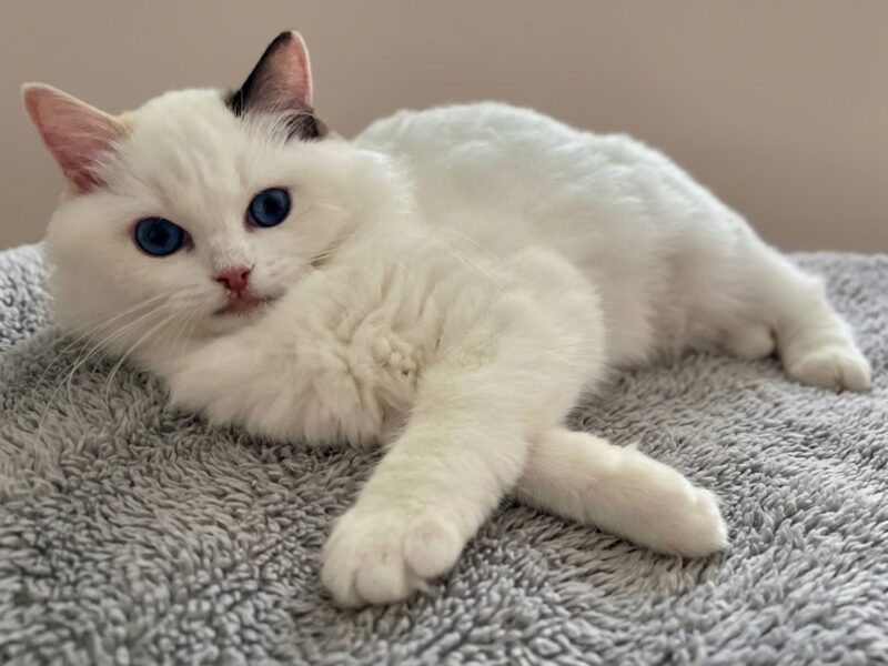 Cudowna kotka Ragdoll - Coco (seal bicolour tortie) z rodowodem FPL/FIFe