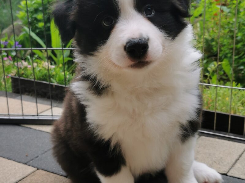Border Collie ZKwP - Rodowód FCI - 8 tyg - Gotowy do zmiany domku - zaszczepiony 2x