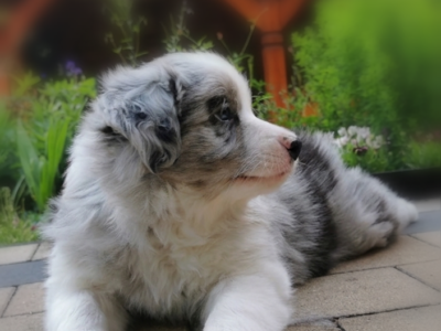 Border Collie ZKwP - Rodowód FCI - 2x zaszczepiony - 8tyg - Gotowy do zmiany domku