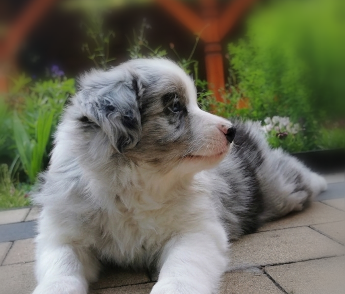Border Collie ZKwP - Rodowód FCI - 2x zaszczepiony - 8tyg - Gotowy do zmiany domku