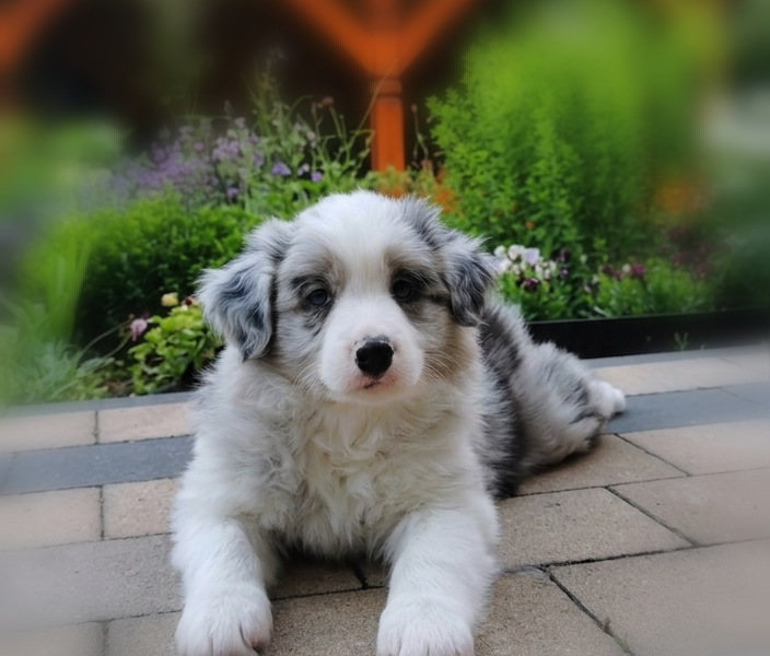 Border Collie ZKwP - Rodowód FCI - 2x zaszczepiony - 8tyg - Gotowy do zmiany domku