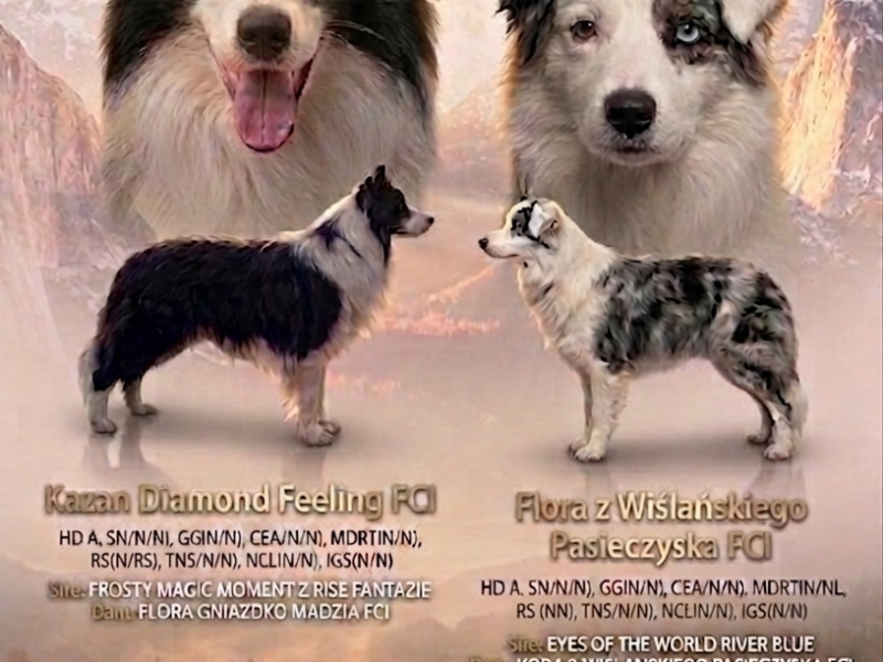 Border Collie ZKwP - Rodowód FCI - Gotowy do zmiany domku - 8 tyg - 2x zaszczepiony