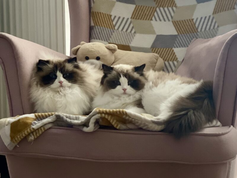 Cudowna kotka Ragdoll - Coco (seal bicolour tortie) z rodowodem FPL/FIFe