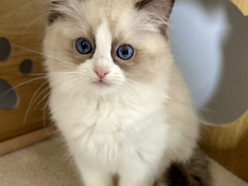 Kocięta Ragdoll - zapraszamy do rezerwacji! 2 kocurki Blue i Seal Bicolour, 2 kotki tortie - FPL/FIFe