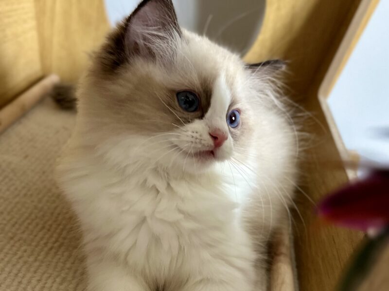 Kocięta Ragdoll - zapraszamy do rezerwacji! 2 kocurki Blue i Seal Bicolour, 2 kotki tortie - FPL/FIFe