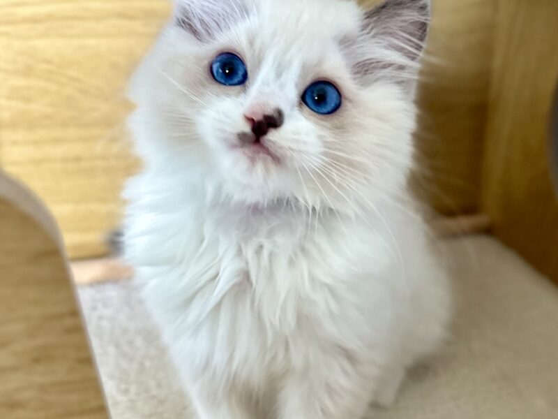 Kocięta Ragdoll - zapraszamy do rezerwacji! 2 kocurki Blue i Seal Bicolour, 2 kotki tortie - FPL/FIFe