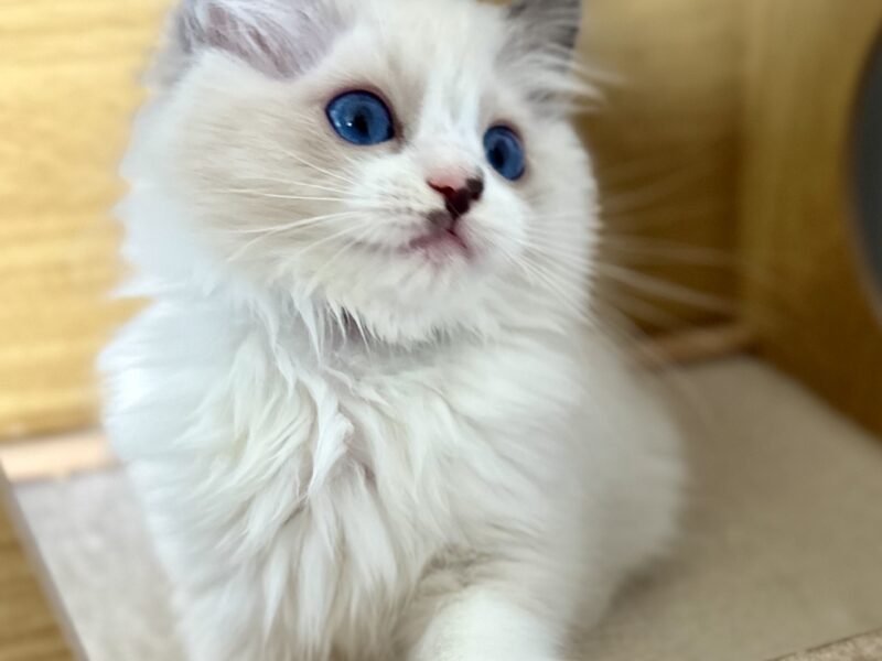 Kocięta Ragdoll - zapraszamy do rezerwacji! 2 kocurki Blue i Seal Bicolour, 2 kotki tortie - FPL/FIFe