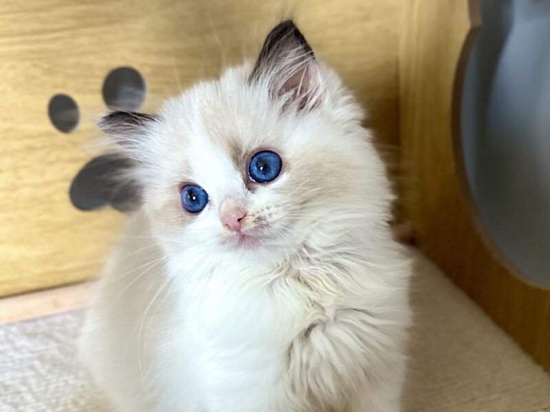 Kocięta Ragdoll - zapraszamy do rezerwacji! 2 kocurki Blue i Seal Bicolour, 2 kotki tortie - FPL/FIFe