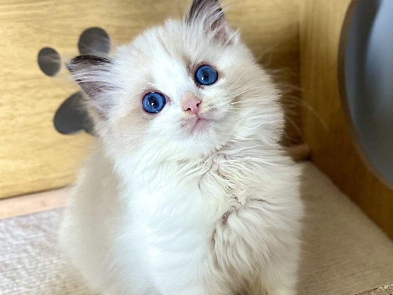 Kocięta Ragdoll - zapraszamy do rezerwacji! 2 kocurki Blue i Seal Bicolour, 2 kotki tortie - FPL/FIFe