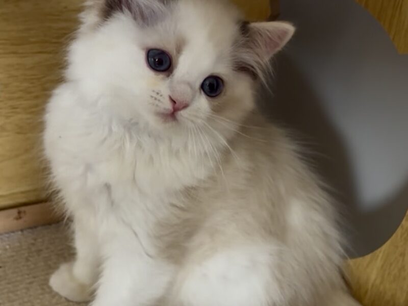 Kocięta Ragdoll - zapraszamy do rezerwacji! 2 kocurki Blue i Seal Bicolour, 2 kotki tortie - FPL/FIFe