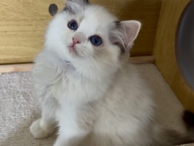 Kocięta Ragdoll - zapraszamy do rezerwacji! 2 kocurki Blue i Seal Bicolour, 2 kotki tortie - FPL/FIFe