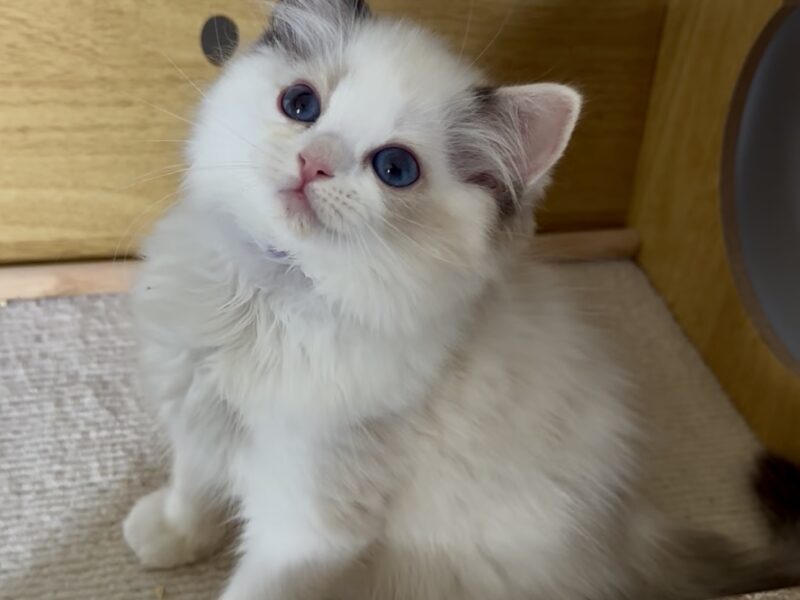 Kocięta Ragdoll - zapraszamy do rezerwacji! 2 kocurki Blue i Seal Bicolour, 2 kotki tortie - FPL/FIFe
