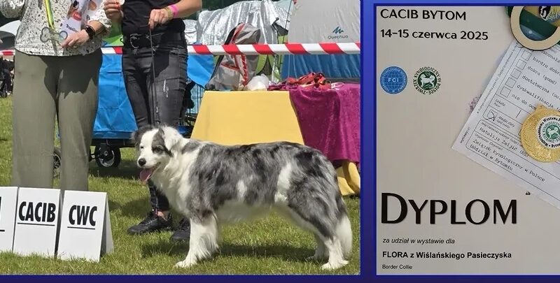 Border Collie ZKwP - Rodowód FCI - Gotowy do zmiany domku - 8 tyg - 2x zaszczepiony