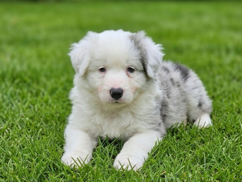 Border Collie ZKwP - Rodowód FCI - Gotowy do zmiany domku - 8 tyg - 2x zaszczepiony
